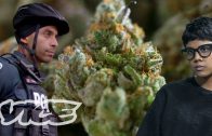 High-Robbery-Canadas-Violent-Cannabis-Dispensary-Raids