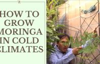 How-to-Grow-Moringa-in-Cold-Temperate-Climates