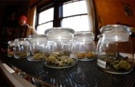 Is Cannabis a Performance Enhancing Drug? (2020)
