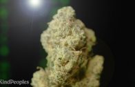 Experience Matrix Cannabis Flowers From Amplified Farms | Now At KindPeoples