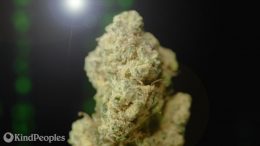Experience-Matrix-Cannabis-Flowers-From-Amplified-Farms-Now-At-KindPeoples